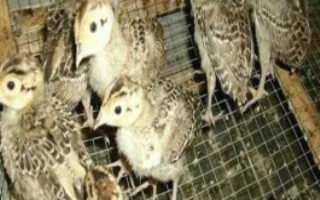 野雞苗哪里有賣(mài)的，以翻肛鑒別為主