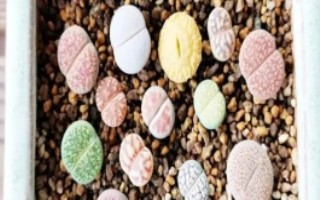 生石花換盆后如何澆水，可在生長季節(jié)換盆