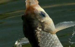 秋釣技巧，在水草區(qū)、入水口等位置釣魚更容易釣獲
