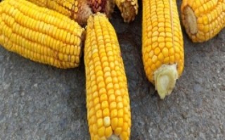合玉24玉米栽培技術(shù)要點(diǎn)，普通玉米品種