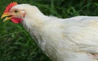 飼料雞多久出欄，2個(gè)月左右即可出欄