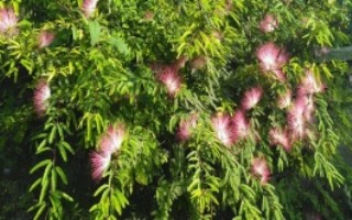 哪個朝代種植合歡樹，是為了推廣和表示吉祥