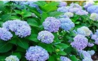 繡球花怎么過冬，生長(zhǎng)期間半個(gè)月要追肥一次