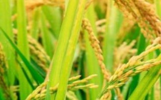 岫粳糯6號水稻栽培技術要點，每畝栽插2.2萬～2.5萬叢