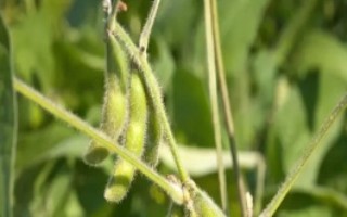 吉農(nóng)48大豆栽培技術(shù)要點，中抗花葉病毒病1號株系