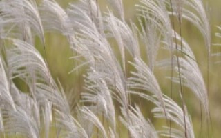 蘆葦?shù)姆植挤秶?，生長旺盛期為每年4月上旬至7月下旬