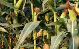 粒農(nóng)301玉米栽培技術(shù)要點，種植密度以4500株/畝為宜