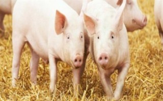 怎么避免豬咬架，把馬齒莧添加在飼料中可以清熱解毒
