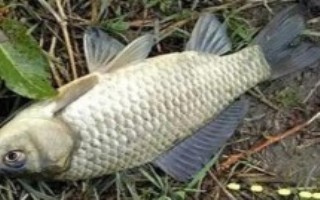 秋釣鯽魚所用線組，常用餌包括米飯、麥粒及蚯蚓