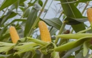 尚白玉1號玉米栽培技術(shù)要點(diǎn)，平均生育期140.7天