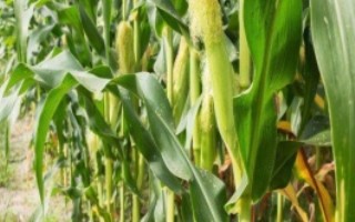 綠育9911玉米品種基本信息，綠育9911玉米種子特征特性