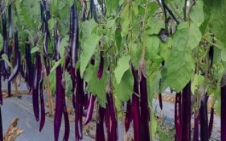 種植茄子的株行距，一般是40-45厘米×60-65厘米