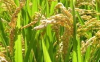徽兩優(yōu)1801水稻栽培技術(shù)要點(diǎn)，全生育期136.6天