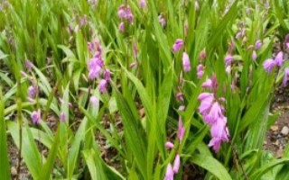 種植白芨前景如何，市場(chǎng)前景非常不錯(cuò)