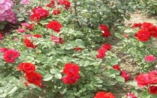 樹狀月季的形態(tài)特征，苗木企業(yè)和花卉市場是適宜選擇