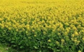 精細(xì)整地、深溝高廂，移栽前1天要澆透苗床水
