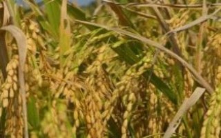 合粳20水稻栽培技術(shù)要點，該品種主莖12片葉