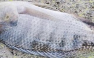 魚種論述，生長快產(chǎn)量高