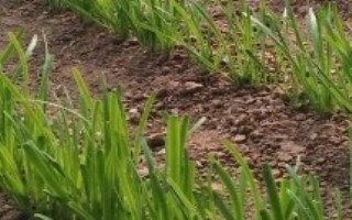 蠶豆，可以種韭菜、空心菜、蠶豆和花生等