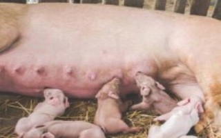 仔豬15天能斷奶嗎，母豬泌乳不足會導(dǎo)致