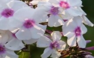福祿考怎么播種，可采用分株、壓條、扦插等方式