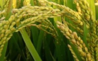 呈兩優(yōu)607水稻栽培技術要點，全生育期133.2天