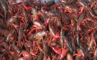 冬季養(yǎng)殖小龍蝦要注意什么，將黑魚和鱔魚作為重點(diǎn)防范對象