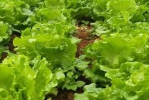 生菜生吃是甜的還是苦的，顏色越是淺綠的苦味越少