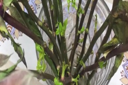 玫瑰怎么養(yǎng)殖，用多菌靈浸泡消毒、涂抹生根粉之后再水培