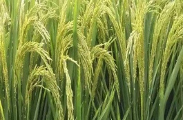 寧粳3號水稻種子介紹，全生育期125天左右