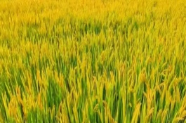 科A水稻栽培技術(shù)要點(diǎn)，5月中旬播種