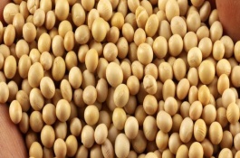 開豆18大豆栽培技術(shù)要點(diǎn)，及時(shí)防治大豆蚜蟲和食心蟲