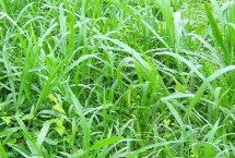 矮象草多少溫度才能安全越冬，冬季氣溫需在5℃以上