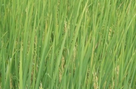 秀水123水稻栽培技術(shù)要點，中抗白葉枯病