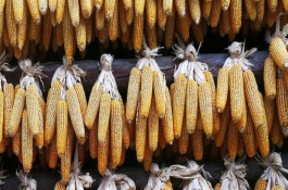 盛玉608玉米栽培技術(shù)要點，播種期4月下旬至5月上旬