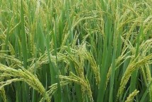贊兩優(yōu)570水稻栽培技術要點，秧田畝播種量8-10千克