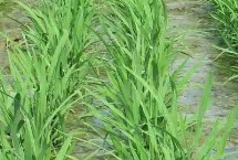 隆鋒優(yōu)3228水稻栽培技術(shù)要點(diǎn)，湘北6月13-15日播種