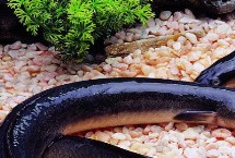 黑鰻魚和黃鰻魚的區(qū)別，顏色存在明顯差異