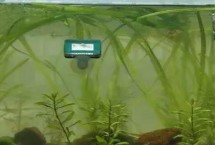 怎么給魚(yú)缸換水，一般采用熱水兌冷水的方式