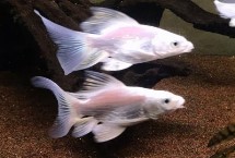 怎么養(yǎng)蝴蝶鯉才能讓它爆須，需保證環(huán)境穩(wěn)定及空間充足