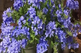 藍(lán)雪花怎么摘心，將其放置光線柔和的通風(fēng)環(huán)境中養(yǎng)護(hù)