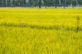 華1201S水稻栽培技術(shù)要點，秧田畝播種量20公斤