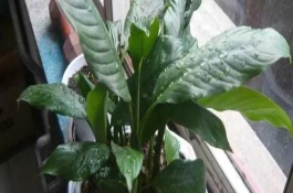 怎么增加一帆風順的開花量，每隔7-10天澆一次