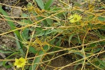 大豆苗后用什么除草劑，稀釋藥液后可噴灑受害植株