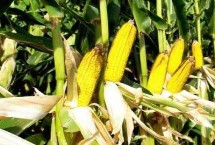 利合721玉米栽培技術(shù)要點(diǎn)，5月中上旬播種