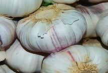 大蒜葉枯病，需對(duì)癥下藥
