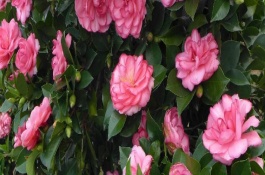 四季茶花掉葉子如何補(bǔ)救，是比較好養(yǎng)活的花卉