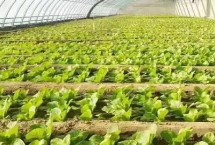 蔬菜苗期病害的癥狀，可采用人工控溫育苗和注意保暖等