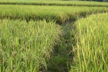 恒豐優(yōu)212水稻栽培技術(shù)要點，注意及時防治病蟲害