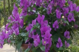 三角梅不開花的解決辦法，保證光照充足是關(guān)鍵